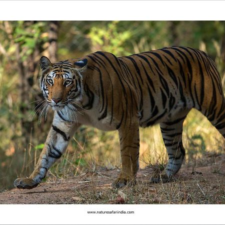 Tiger'S Den Resort Bandhavgarh National Park المظهر الخارجي الصورة