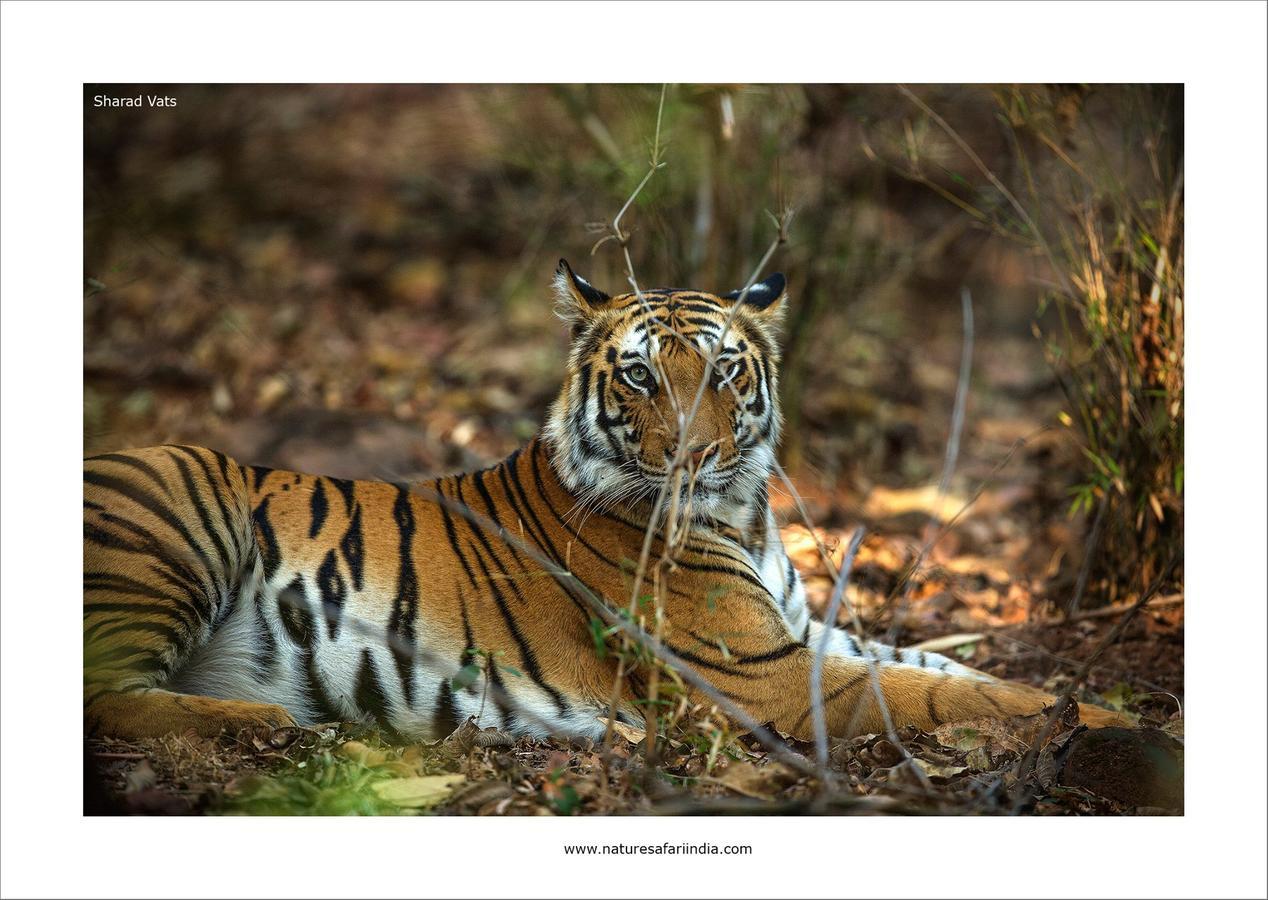 Tiger'S Den Resort Bandhavgarh National Park المظهر الخارجي الصورة