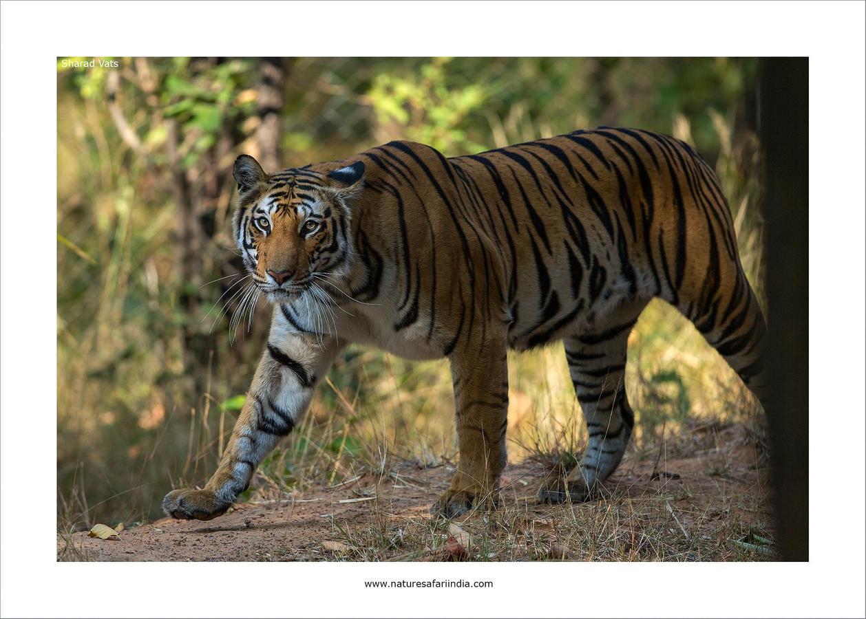 Tiger'S Den Resort Bandhavgarh National Park المظهر الخارجي الصورة